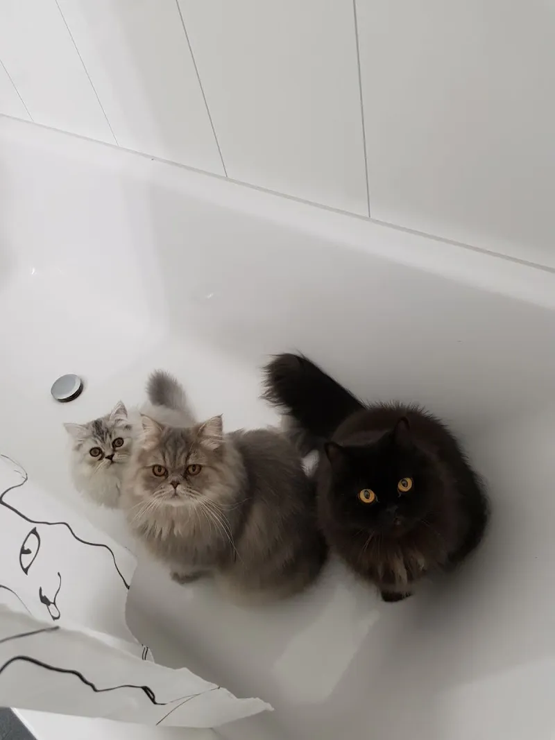 Ihr Kleintierarzt Arthur Kneubühler, St. Karlihof, 6003 Luzern — Vétérinaire, Luzern, Lucerne. Foto 3