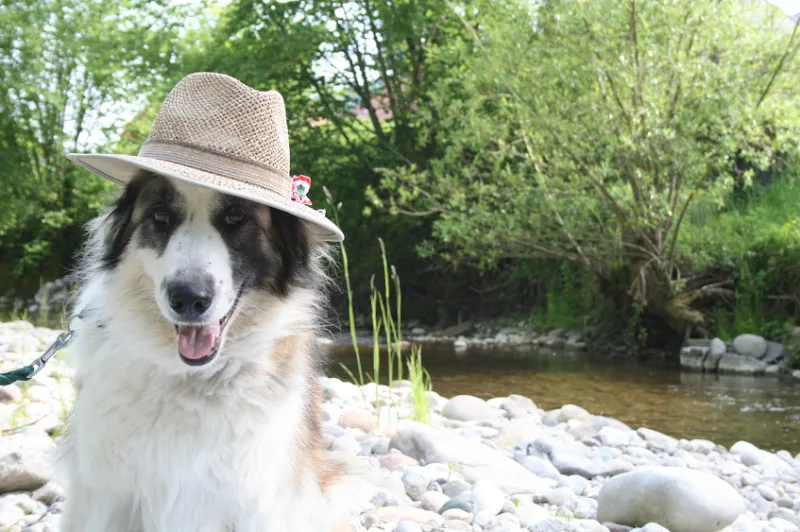 Tierhof Rotache — Katzenpension in Heimberg, Bern. Bewertung 4.0/5.