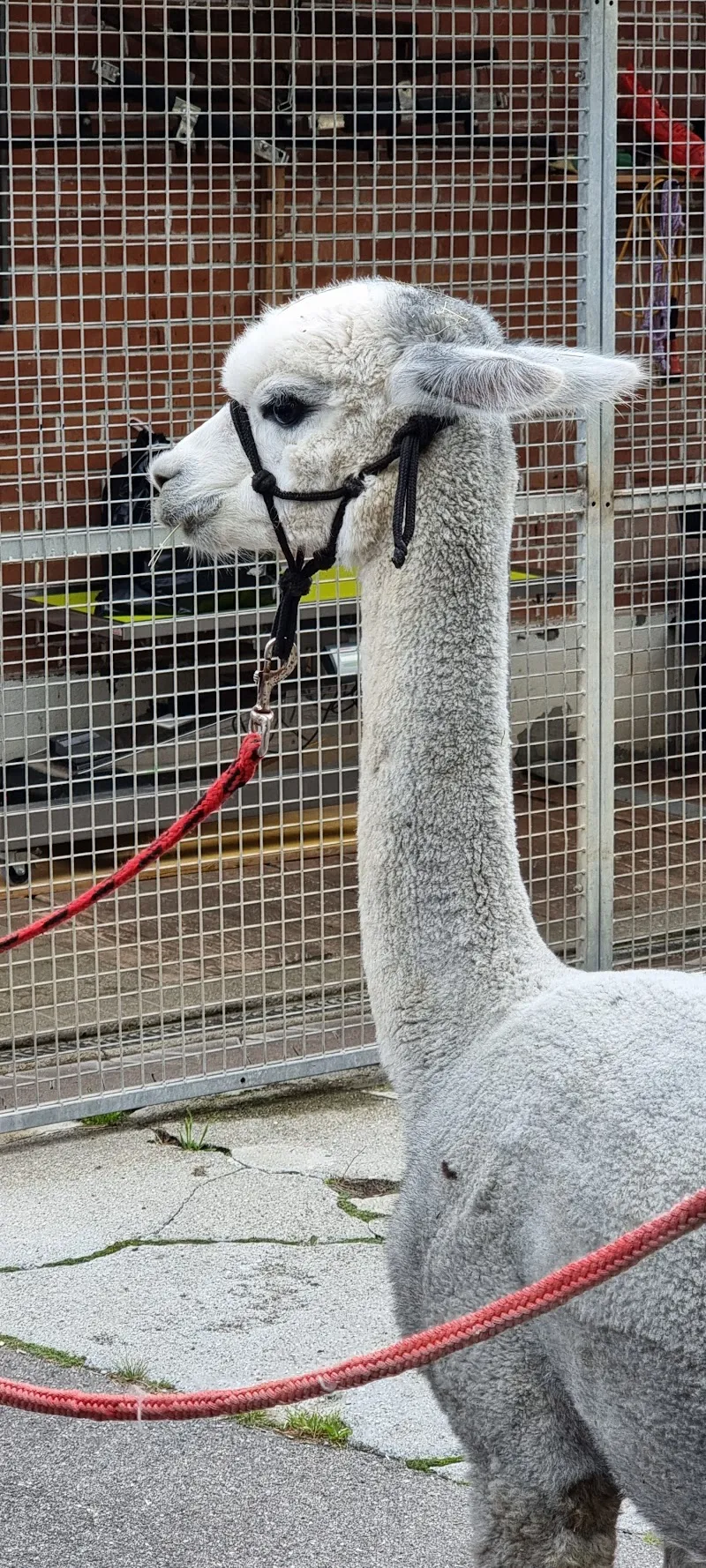 Tierhof Rotache — Katzenpension, Heimberg, Bern. Foto 2