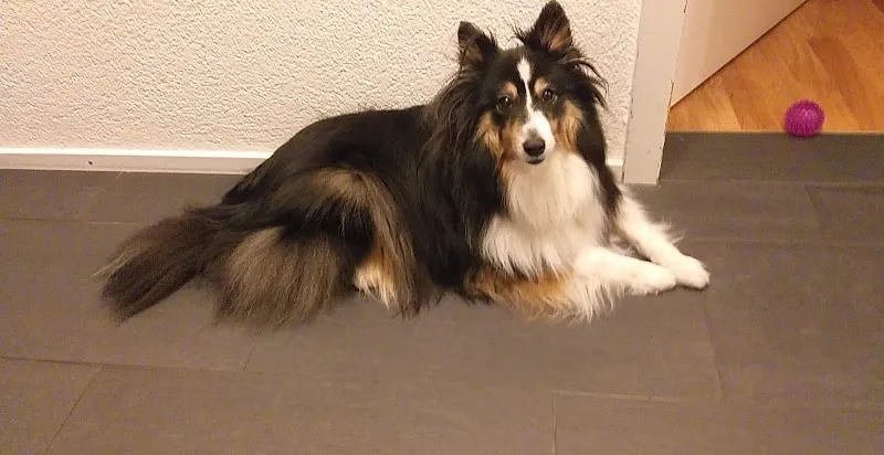 Tierhof Rotache — Katzenpension, Heimberg, Bern. Foto 3