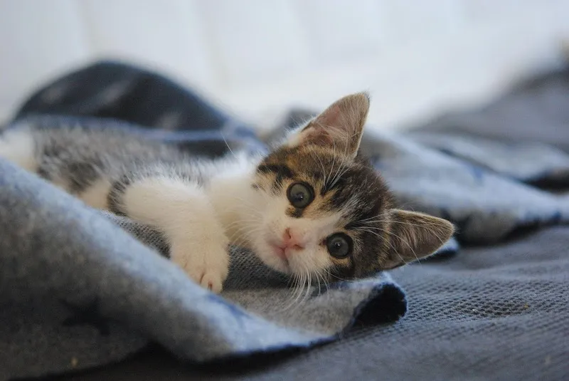 Kleintierpraxis Eberli — Tierarzt in Hochdorf, Luzern. Bewertung 4.9/5.