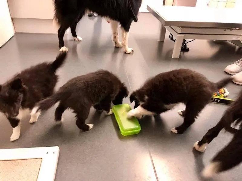 Kleintierpraxis Eberli — Vétérinaire, Hochdorf, Lucerne. Foto 2