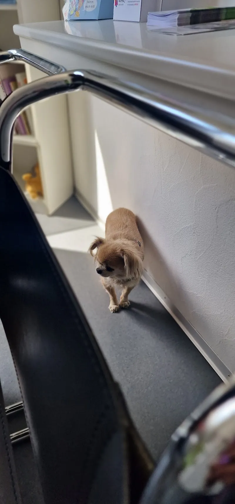 Kleintierpraxis Eberli — Vétérinaire, Hochdorf, Lucerne. Foto 3