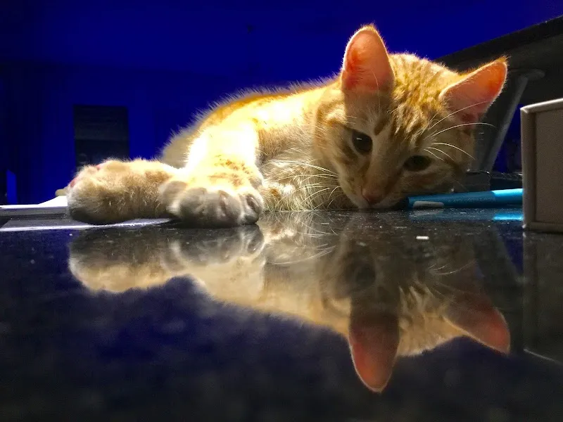 Kleintierpraxis Gerliswil — Vétérinaire, Emmen, Lucerne. Foto 2