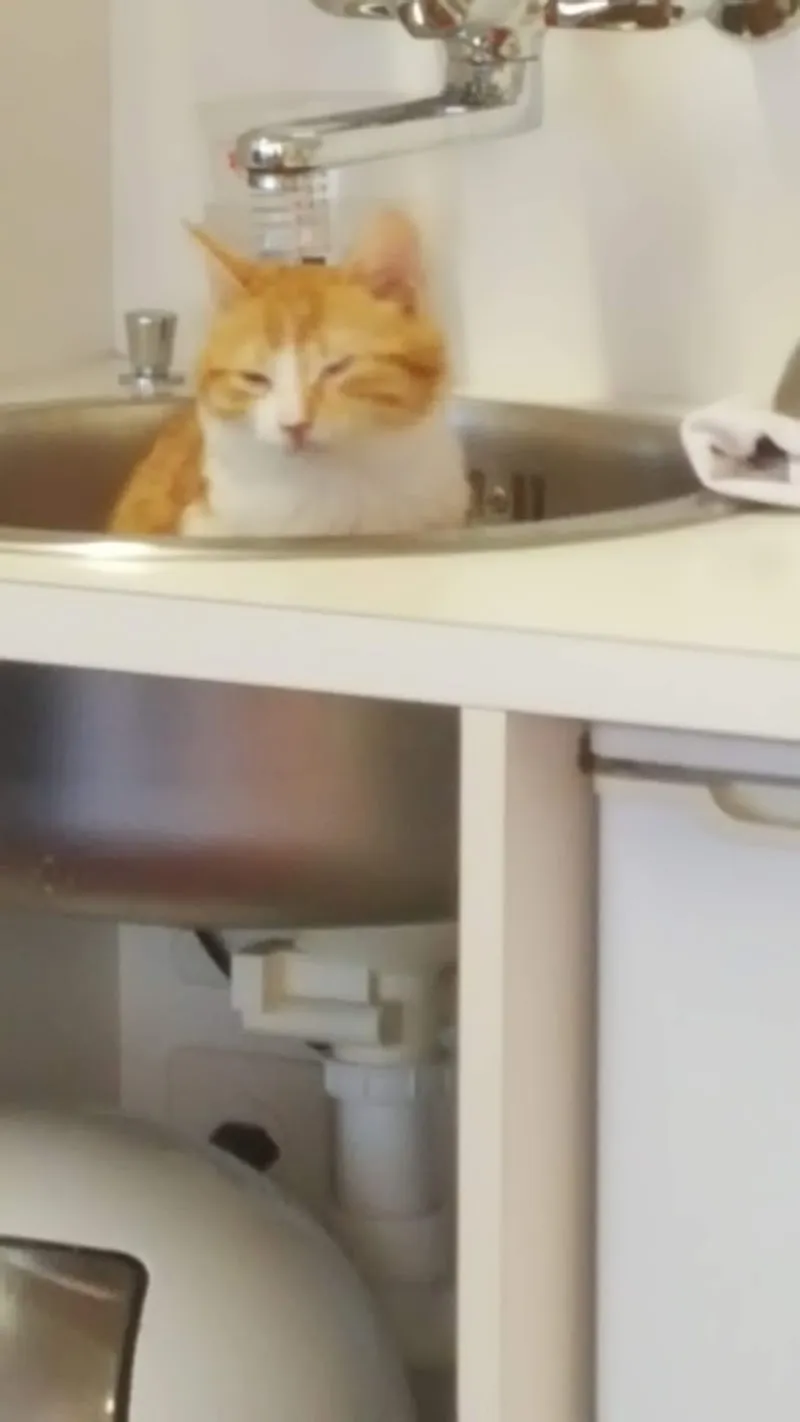 Kleintierpraxis Horw — Tierarzt in Horw, Luzern. Bewertung 4.8/5.