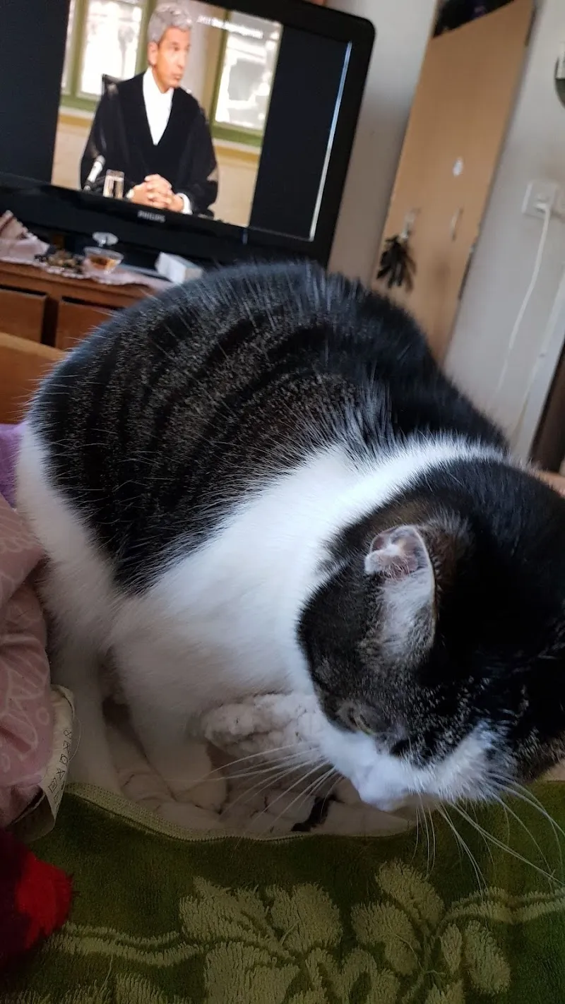 Kleintierpraxis Horw — Veterinario, Horw, Lucerna. Foto 3