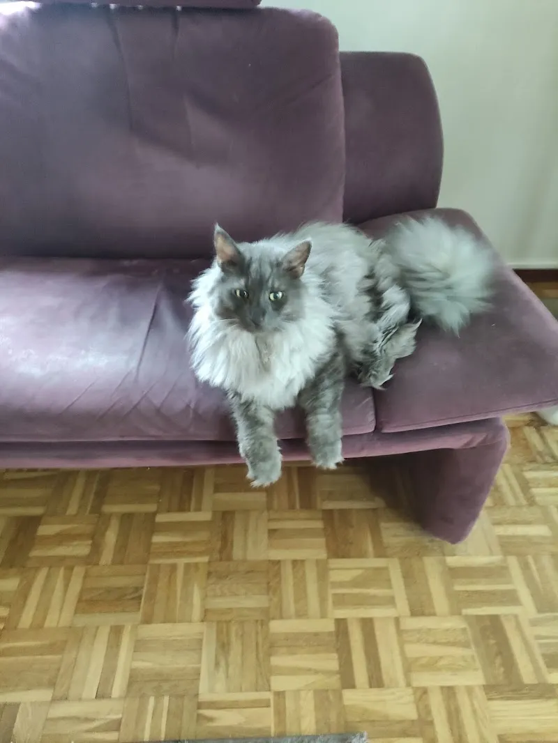 Kleintierpraxis Isenegger — Tierarzt, Wolhusen, Luzern. Foto 3