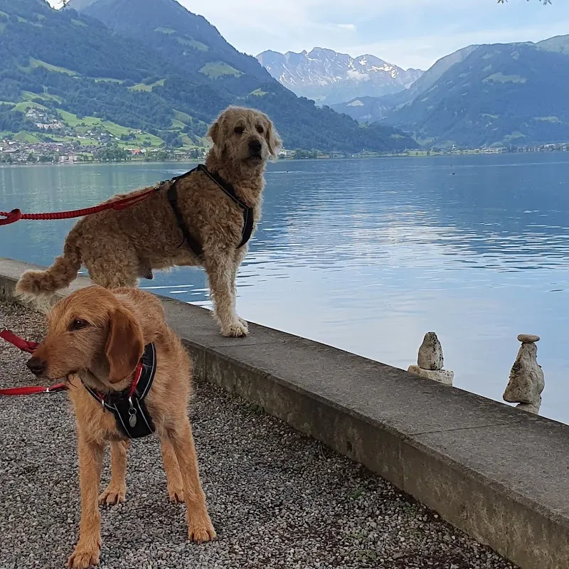 Kleintierpraxis Löwenplatz GmbH — Tierarzt, Luzern, Luzern. Foto 2