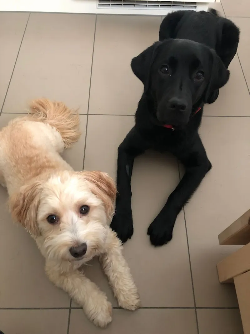 Kleintierpraxis Löwenplatz GmbH — Tierarzt, Luzern, Luzern. Foto 3