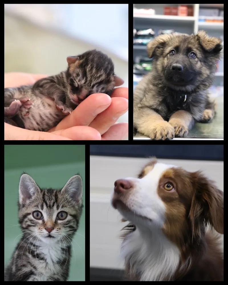 Kleintierpraxis Schachenweid AG — Tierarzt in Ebikon, Luzern. Bewertung 4.7/5.