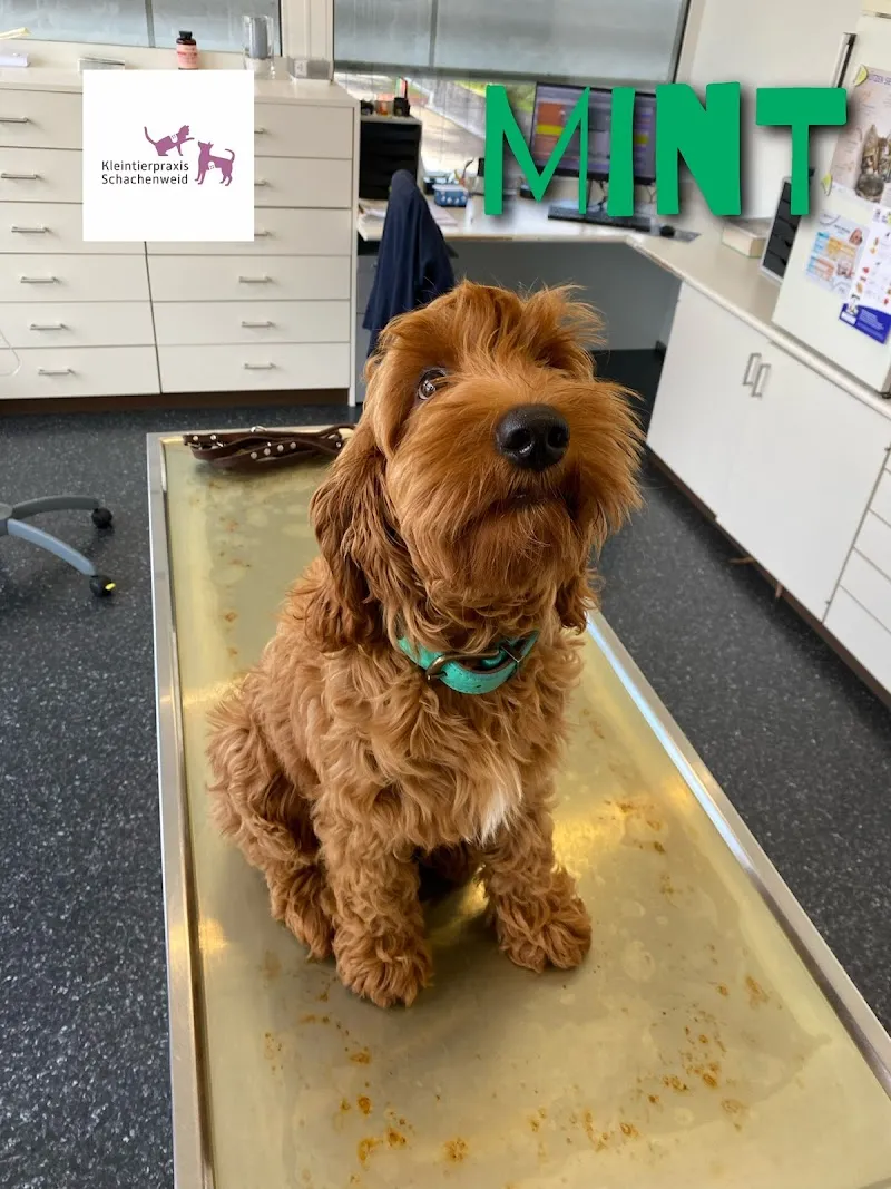 Kleintierpraxis Schachenweid AG — Tierarzt, Ebikon, Luzern. Foto 2