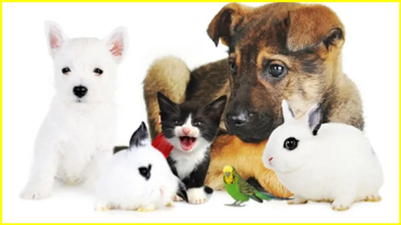 Kleintierpraxis Sempach — Tierarzt in Sempach, Luzern. Bewertung 4.9/5.