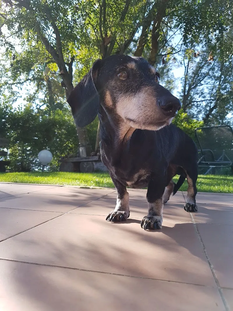 Kleintierpraxis Sempach — Tierarzt, Sempach, Luzern. Foto 2