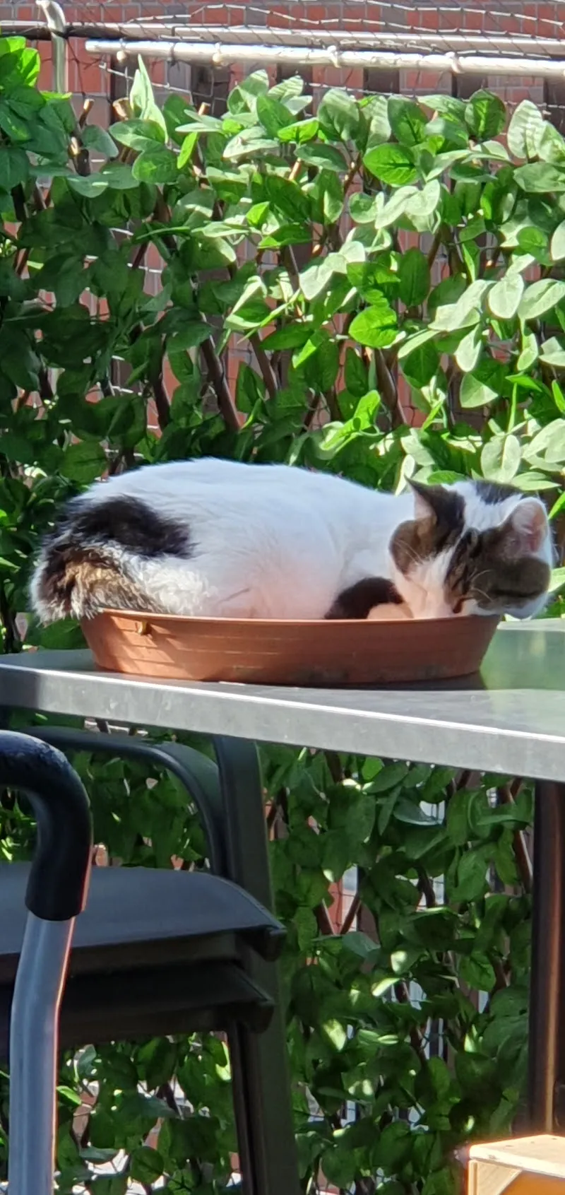 Kleintierpraxis Sempach — Tierarzt, Sempach, Luzern. Foto 3