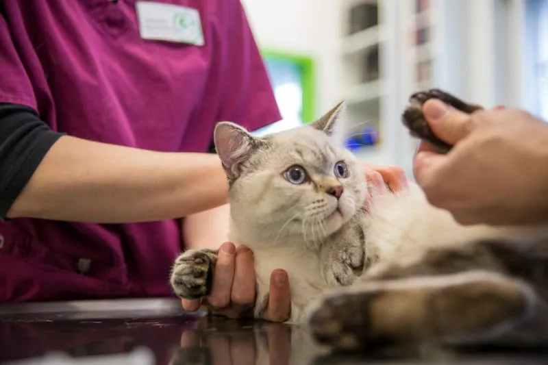 Kleintierpraxis Wydenhof — Tierarzt, Kriens, Luzern. Foto 3