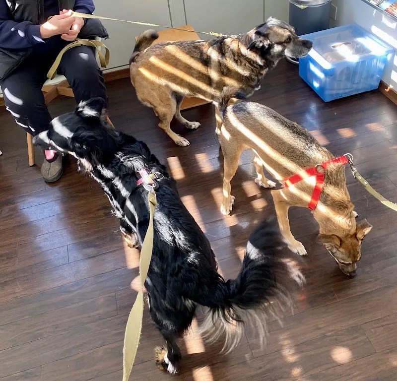 Mr. Dr.med.vet. Roger Achermann Bruckner — Tierarzt in Meggen, Luzern. Bewertung 4.7/5.