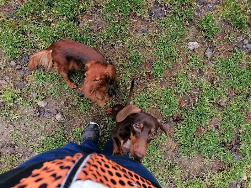 Tierhotel Snoopy — Katzenpension, Gunzwil, Luzern. Foto 3