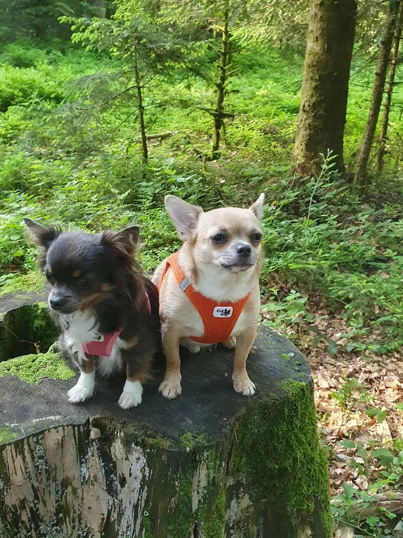 Schulthess Tierärzte — Tierarzt in Huttwil, Bern. Bewertung 4.8/5.