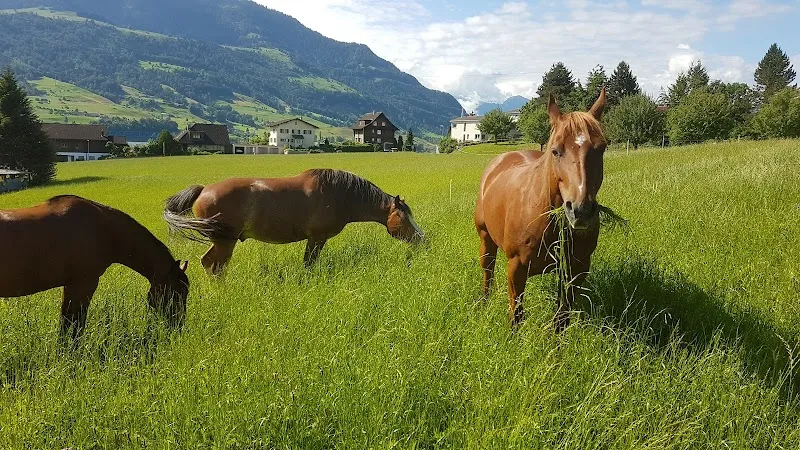 Schönau Vets AG — Tierarzt in Udligenswil, Luzern. Bewertung 4.8/5.