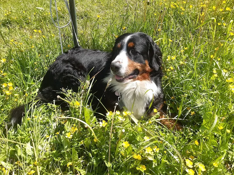 Schönau Vets AG — Tierarzt, Udligenswil, Luzern. Foto 2