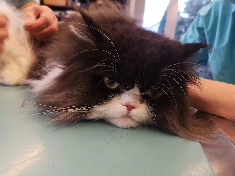 Schönau Vets AG — Tierarzt, Udligenswil, Luzern. Foto 3