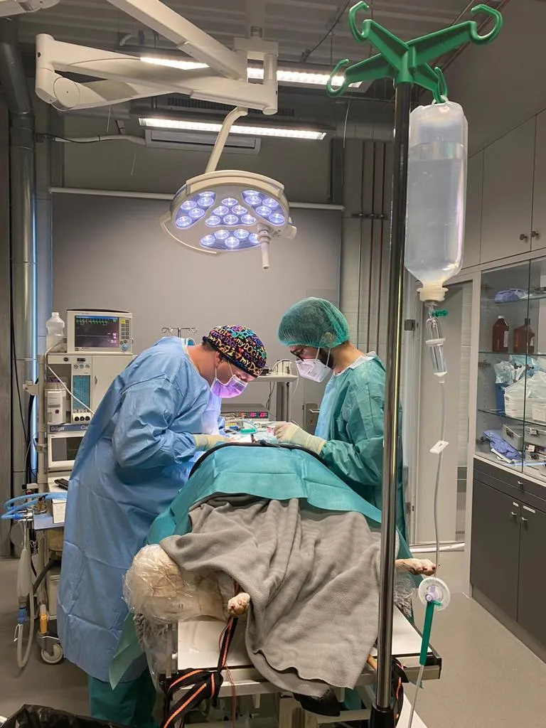 TierVetMobil - Mobile Kleintierpraxis — Tierarzt in Fahrwangen, Aargau. Bewertung 5.0/5.