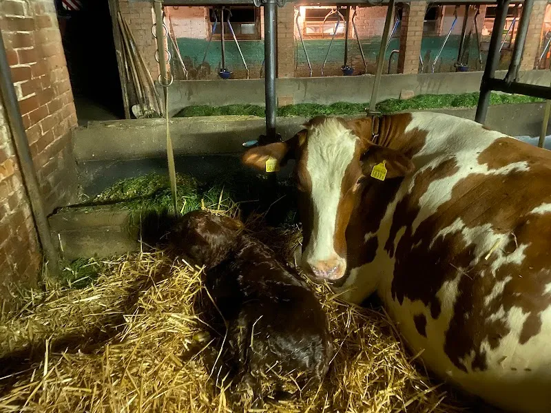 Tierarztpraxis Alte Post — Tierarzt, Kleindietwil, Bern. Foto 2