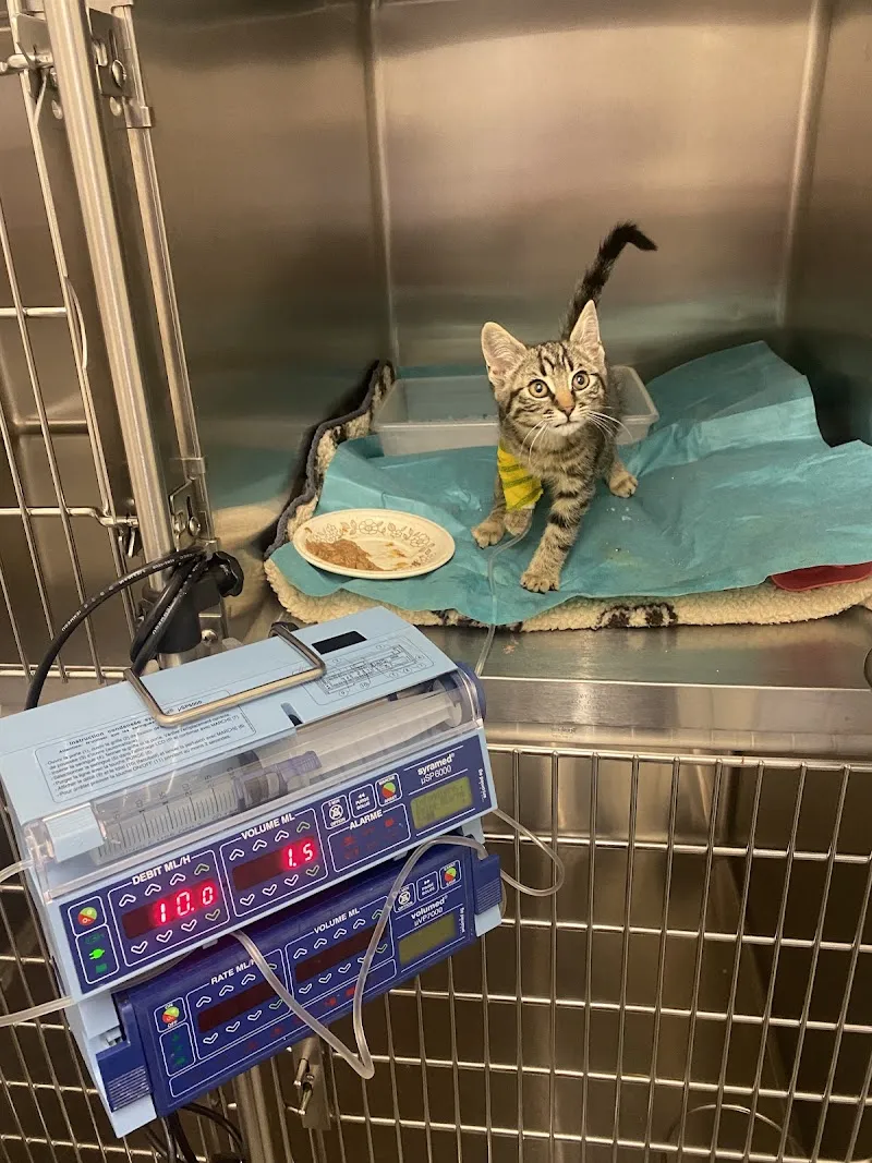 Tierarztpraxis Alte Post — Tierarzt, Kleindietwil, Bern. Foto 3