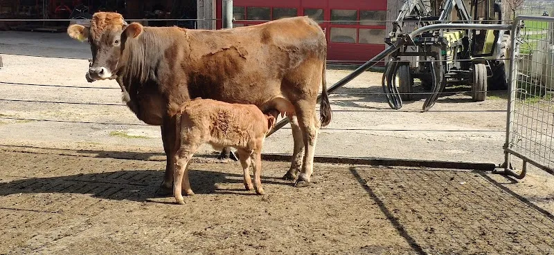 Tierarztpraxis Bleumatt AG — Tierarzt in Büron, Luzern. Bewertung 4.7/5.