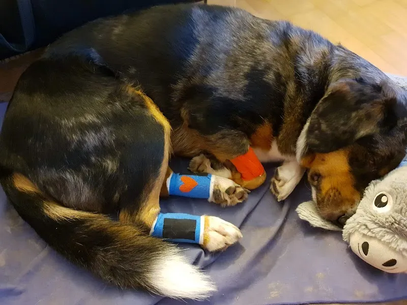 Tierarztpraxis Rothenburg AG — Tierarzt in Rothenburg, Luzern. Bewertung 4.7/5.