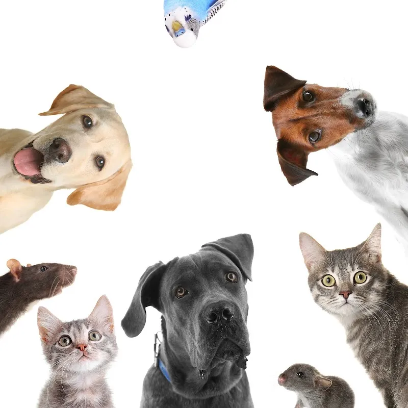 Tierarztpraxis Rotkreuz, Dr. med. vet. Andrea Kamm Beffa — Tierarzt, Risch-Rotkreuz, Zug. Foto 2