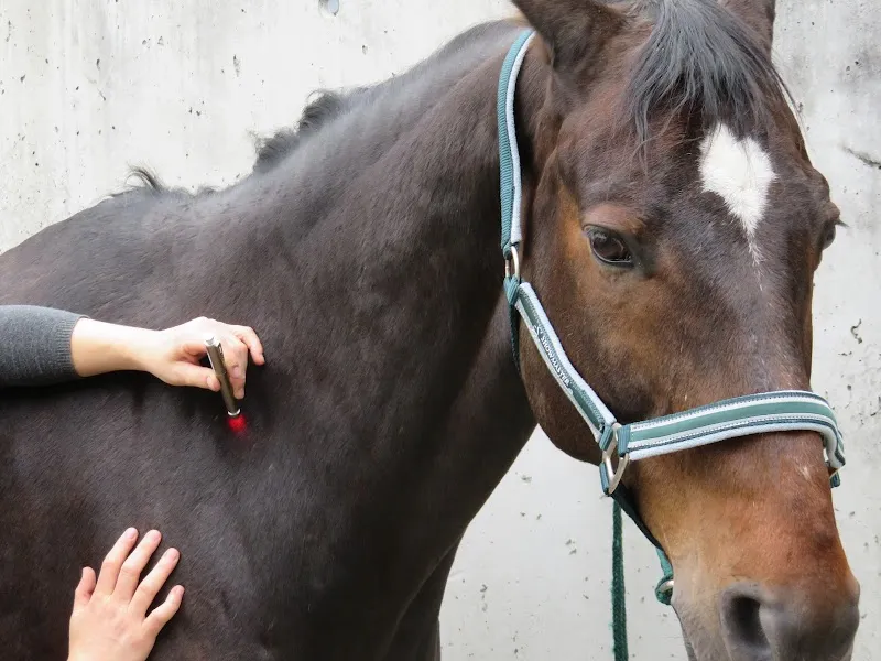 Tierheilpraxis Rahel Parnitzki - Tiere natürlich heilen — Tierdienst, Rothenburg, Luzern. Foto 2