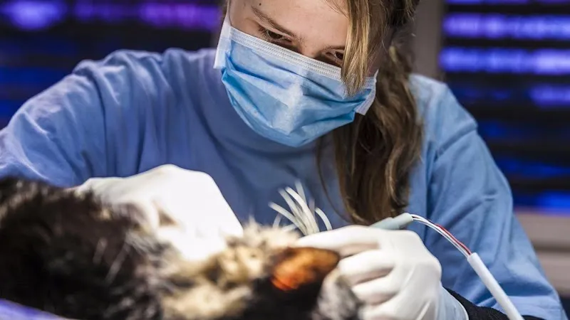 Tierklinik24 — Tierarzt in Staffelbach, Aargau. Bewertung 4.6/5.