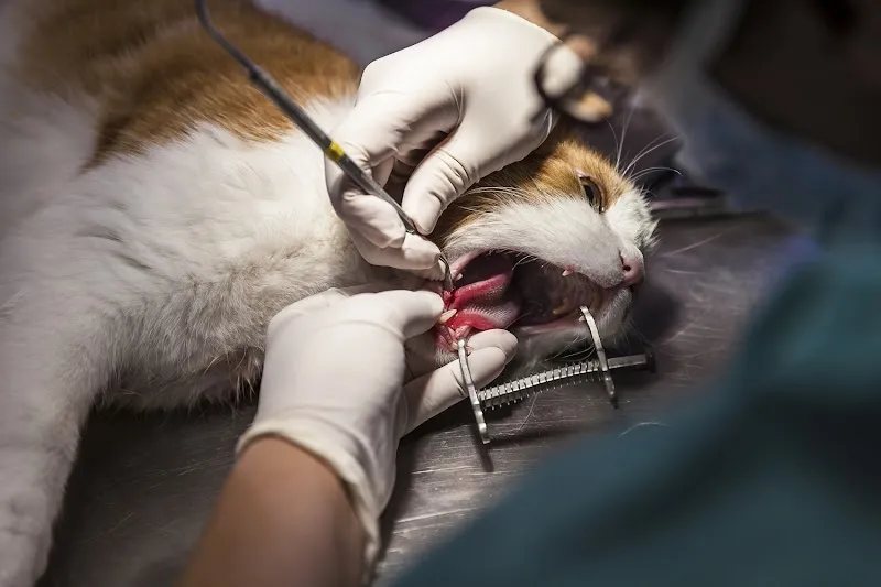 Tierklinik24 — Tierarzt, Staffelbach, Aargau. Foto 2
