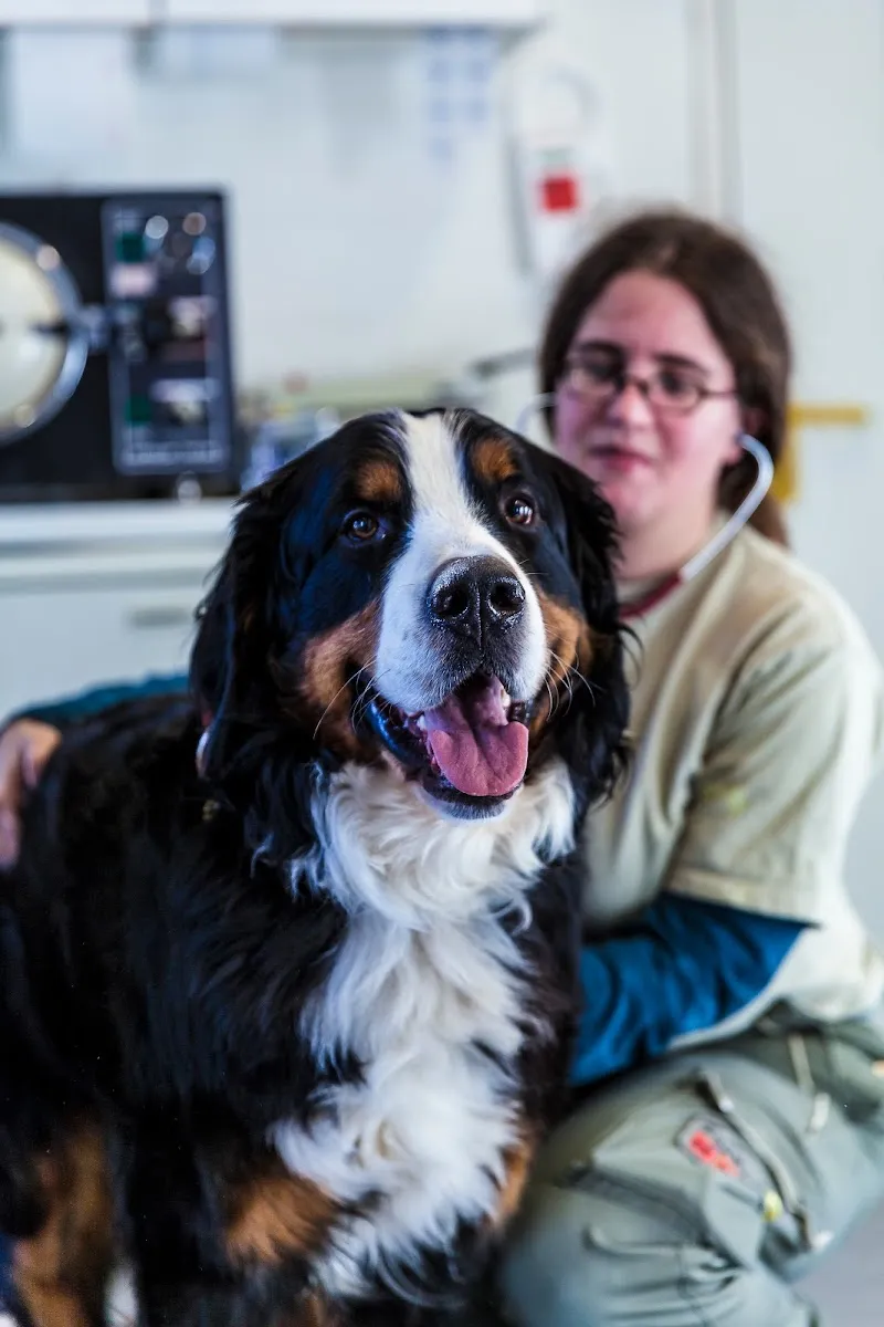 Tierklinik24 — Tierarzt, Staffelbach, Aargau. Foto 3