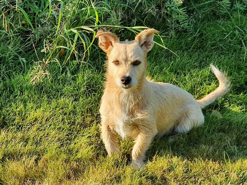 Tierlihotel: Hunde und Katzen - Tages- und Ferienplätze — Katzenpension in Himmelried, Solothurn. Bewertung 4.9/5.