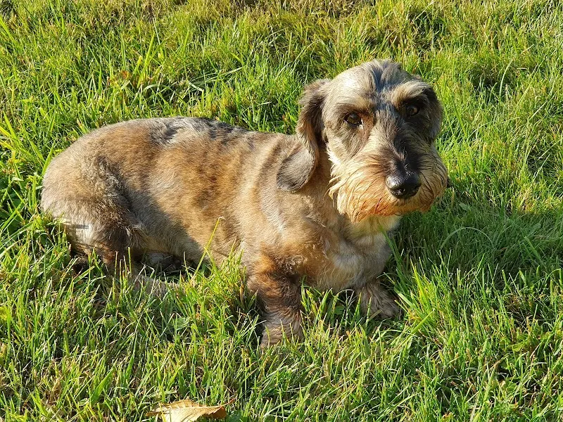 Tierlihotel: Hunde und Katzen - Tages- und Ferienplätze — Katzenpension, Himmelried, Solothurn. Foto 2
