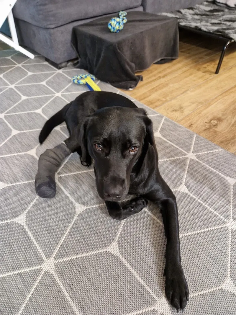 VetTrust Kleintierpraxis Stansstad — Vétérinaire, Stansstad, Nidwald. Foto 3