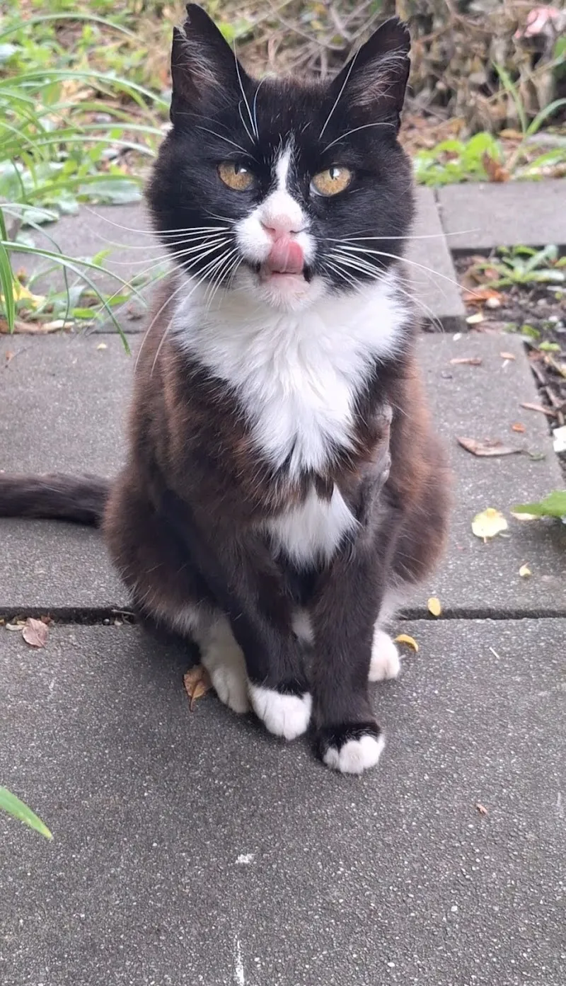 Vetteam, tierärztliche Praxisgemeinschaft AG, Tierarztpraxis zur Buchwigger — Tierarzt in Willisau, Luzern. Bewertung 4.7/5.