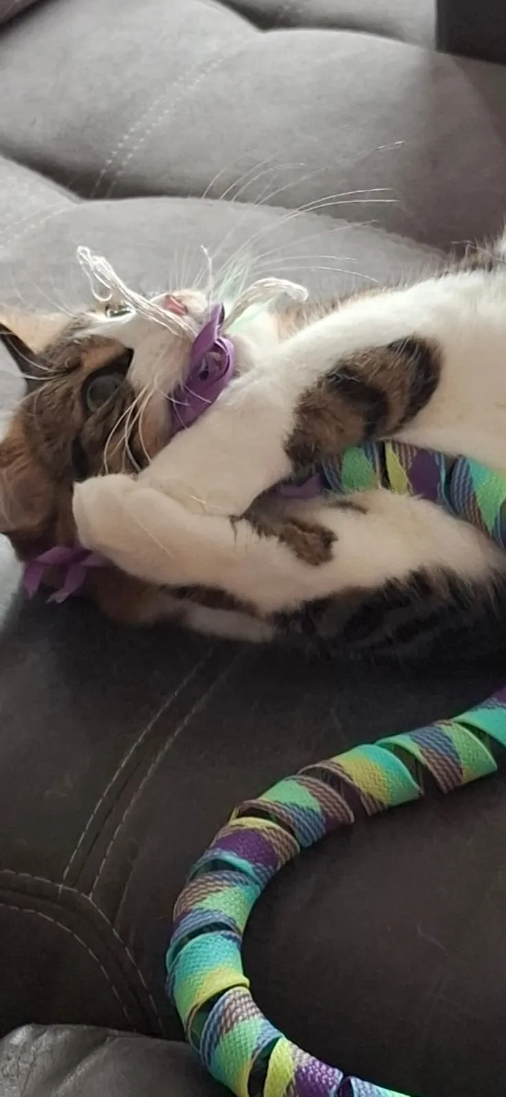 JACQUELINE's Tierbetreuung - liebevoll betreut — Pensione per gatti, Hägglingen, Argovia. Foto 2