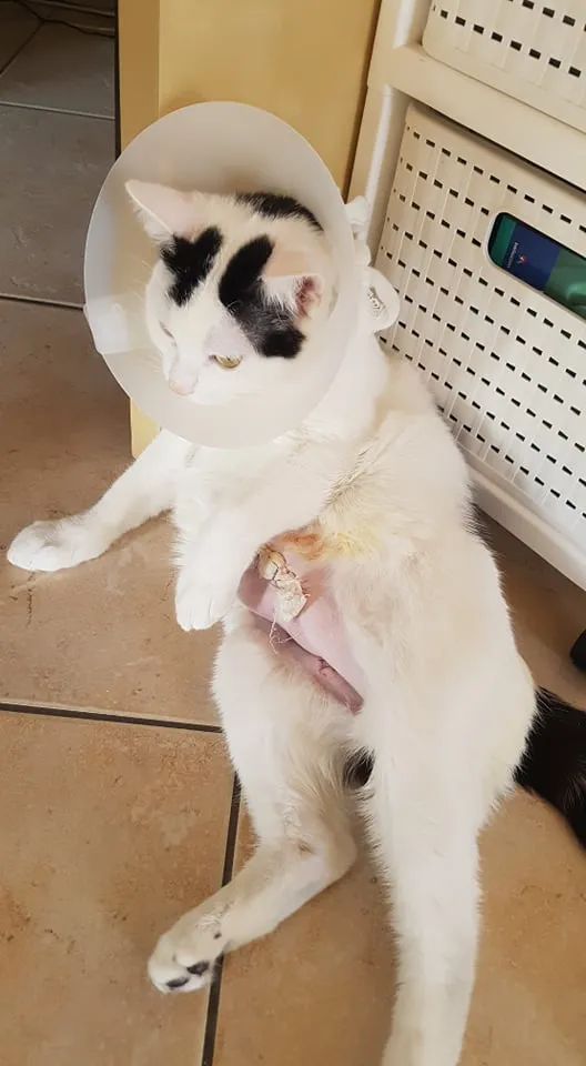 Anne-Françoise Henchoz, vétérinaire ostéopathe et zoopsychatrie — Tierdienste in Le Locle, Neuenburg. Bewertung 3.6/5.