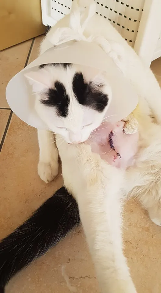 Anne-Françoise Henchoz, vétérinaire ostéopathe et zoopsychatrie — Tierdienst, Le Locle, Neuenburg. Foto 2