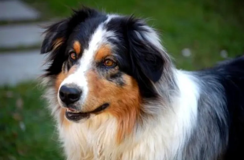 Anne-Françoise Henchoz, vétérinaire ostéopathe et zoopsychatrie — Tierdienst, Le Locle, Neuenburg. Foto 3