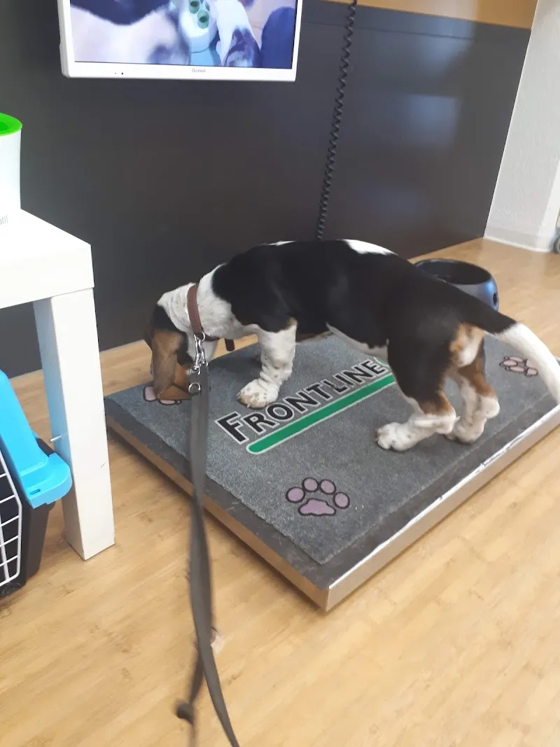 Cabinet VETérinaire (animaux de compagnie) — Veterinarian, Saint-Imier, Bern. Foto 2