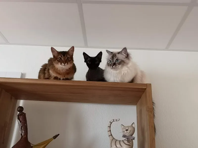 Cabinet vétérinaire Bastet — Tierarzt in St Blaise, Neuenburg. Bewertung 4.8/5.