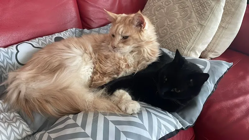 Cabinet vétérinaire Bastet — Vétérinaire, St Blaise, Neuchâtel. Foto 2