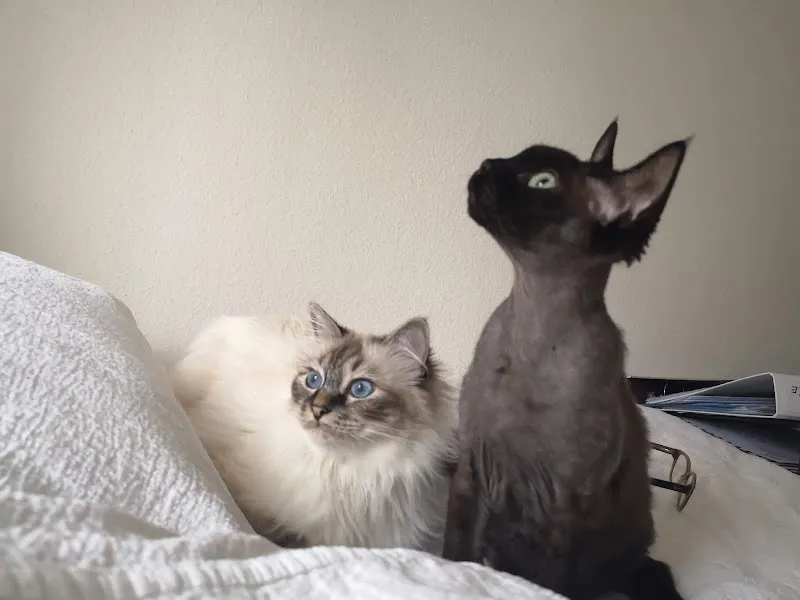 Cabinet vétérinaire Bastet — Vétérinaire, St Blaise, Neuchâtel. Foto 3