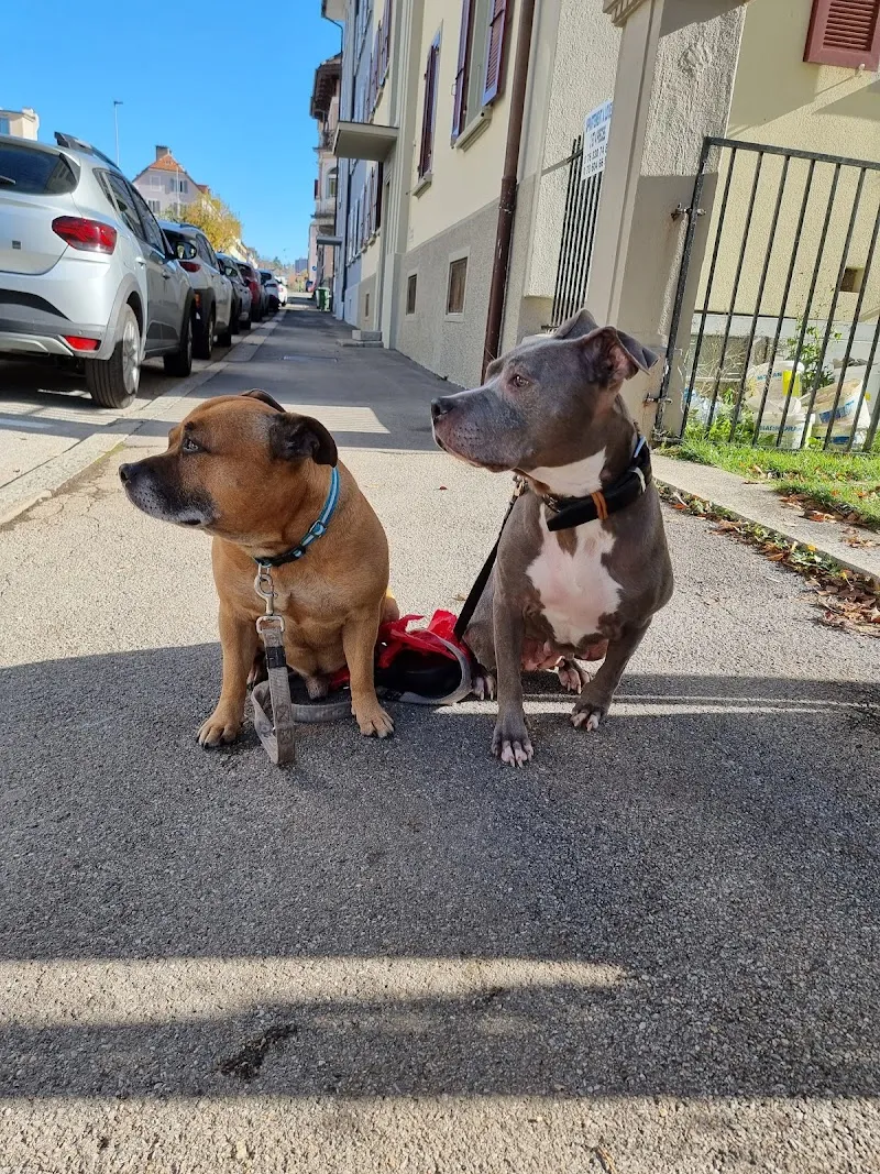 Dr. Giorgio Guglielmucci - La Maison des Animaux sàrl - Cabinet Vétérinaire — Tierarzt in Le Locle, Neuenburg. Bewertung 5.0/5.