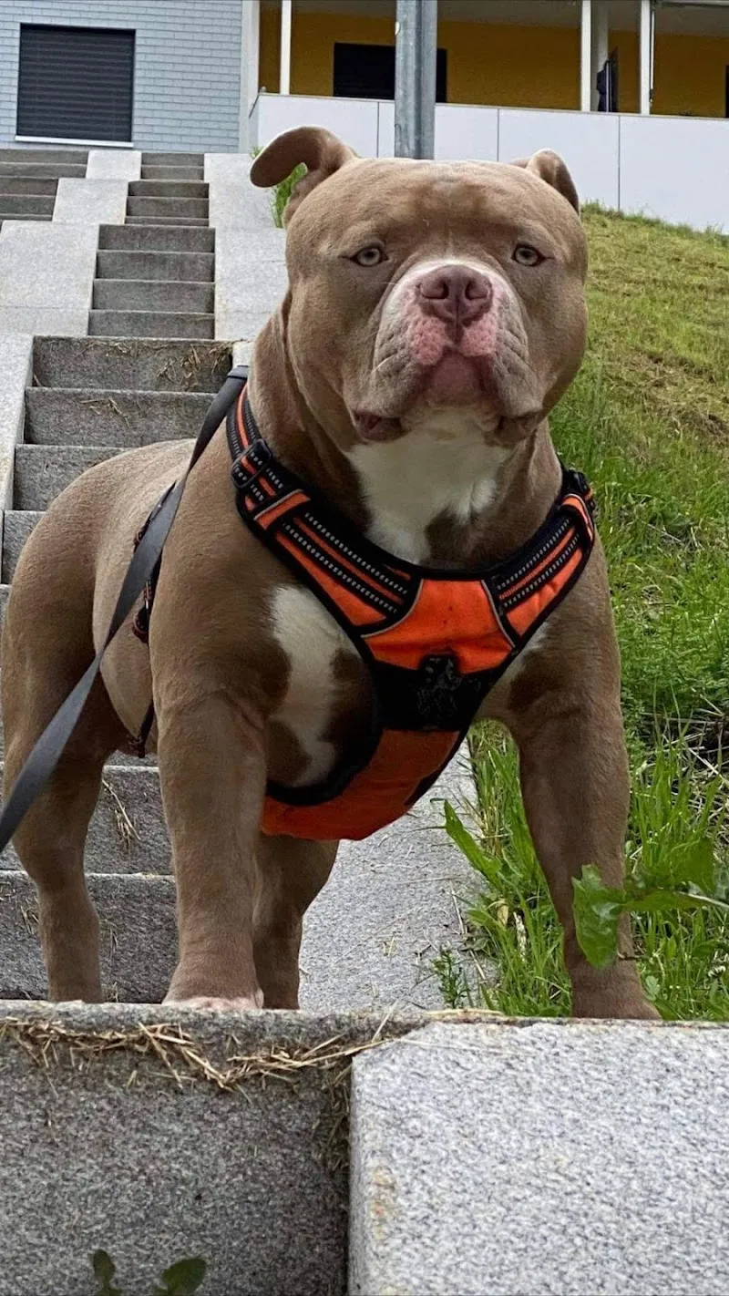 Dr. Giorgio Guglielmucci - La Maison des Animaux sàrl - Cabinet Vétérinaire — Tierarzt, Le Locle, Neuenburg. Foto 2