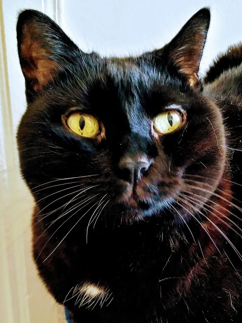 Drs méd.vét. Thomas et Caroline Pilloud — Tierarzt in Boudevilliers, Neuenburg. Bewertung 5.0/5.